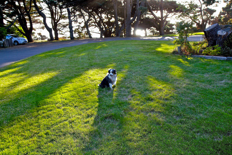 cute dog playing on serenisea ocean cabins lawn