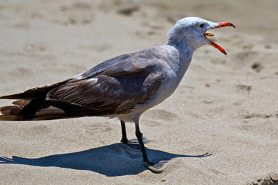 A seagull